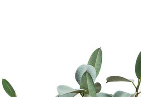 MÙA TẾT GIẢM GIÁ ĐẾN 50%